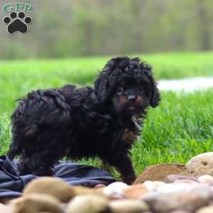 Jake, Cavapoo Puppy